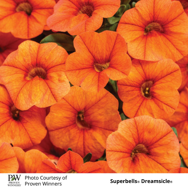 Superbells Dreamsicle