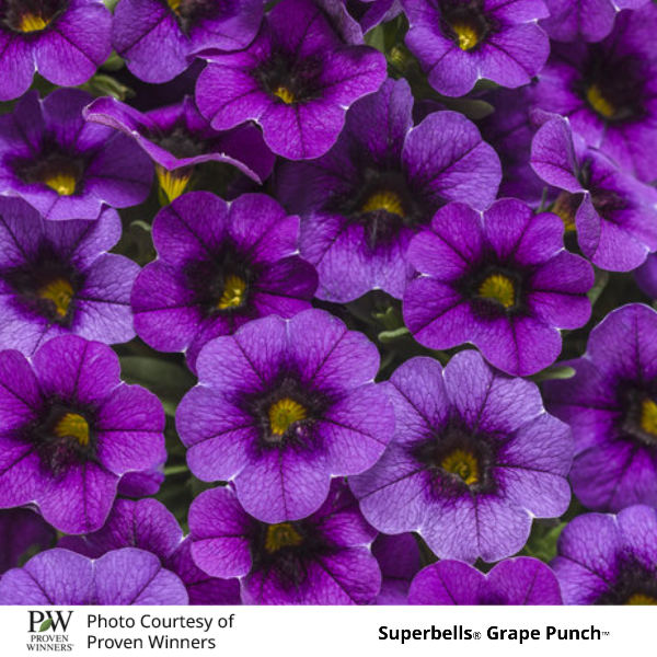 Superbells Grape Punch