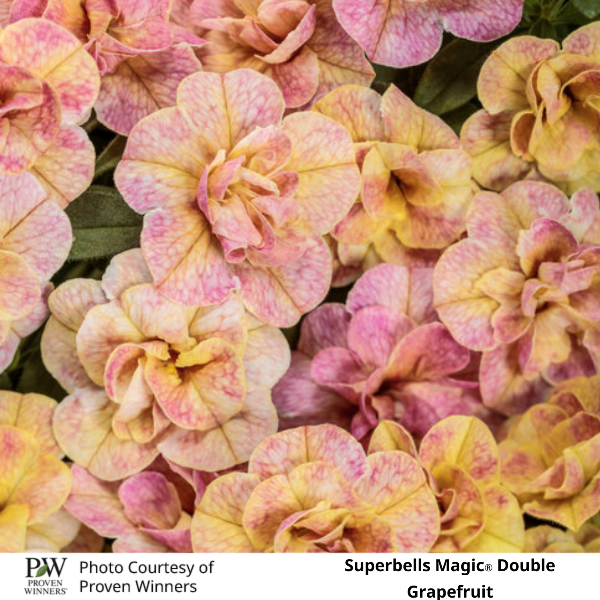Superbells Magic Double Grapefruit
