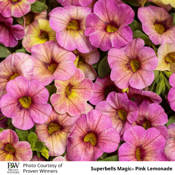 Superbells Magic Pink Lemonade