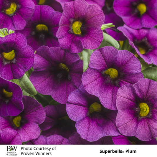 Calibrachoa Superbells ®