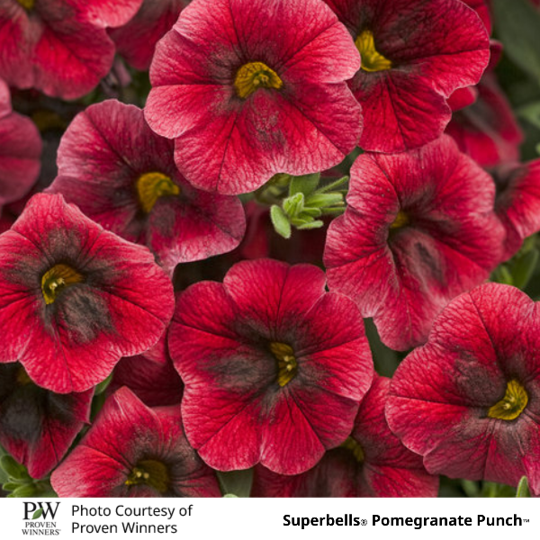 Superbells Pomegranate Punch