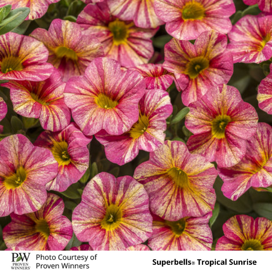 Superbells Tropical Sunrise