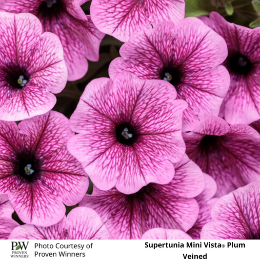 Petunia Supertunia®