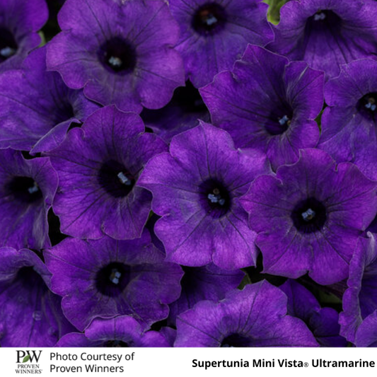 Petunia Supertunia®