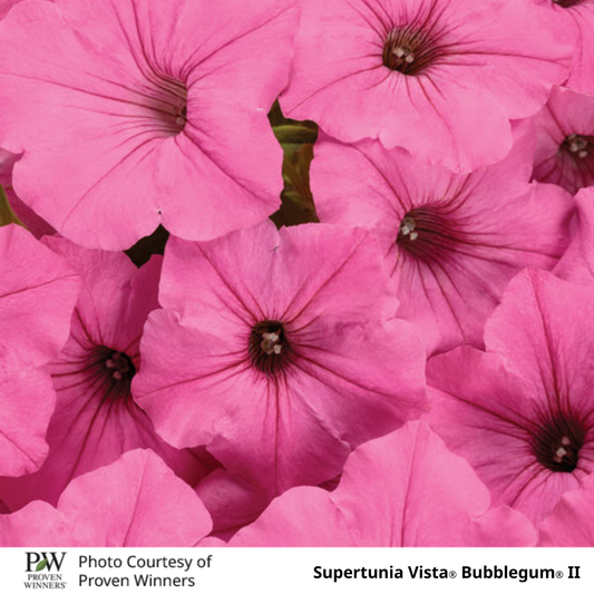 Petunia Supertunia®