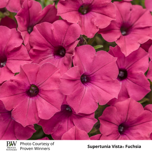 Petunia Supertunia®