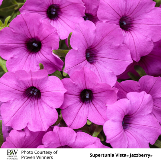 Petunia Supertunia®