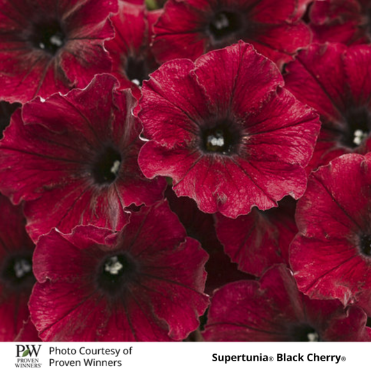 Petunia Supertunia®