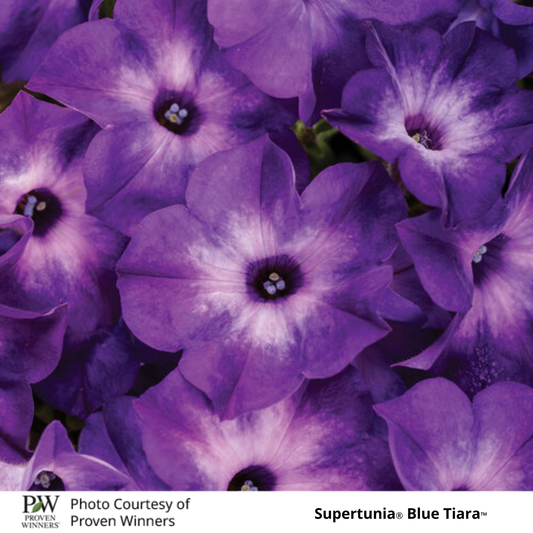 Petunia Supertunia®