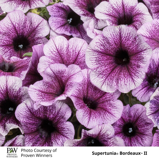 Petunia Supertunia®
