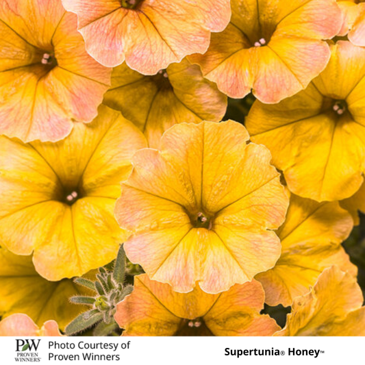 Petunia Supertunia®