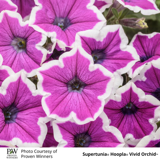 Petunia Supertunia®