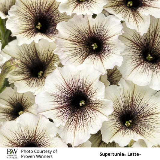 Petunia Supertunia®