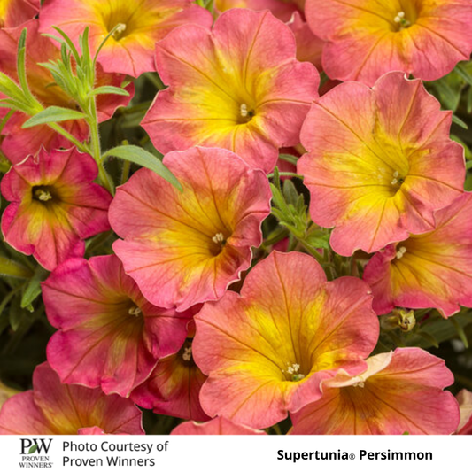 Petunia Supertunia®