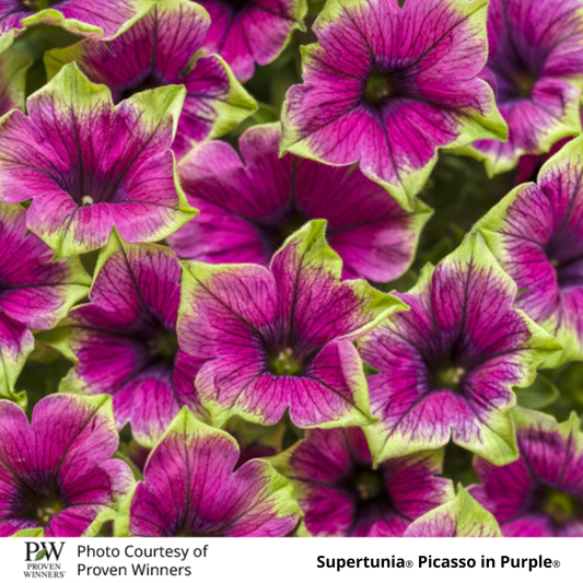 Petunia Supertunia®