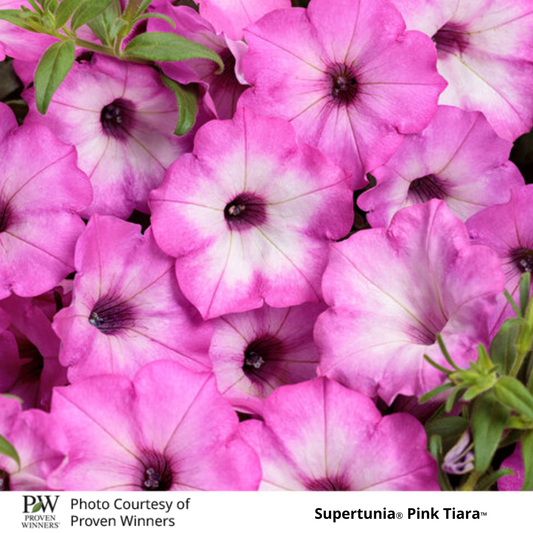 Petunia Supertunia®