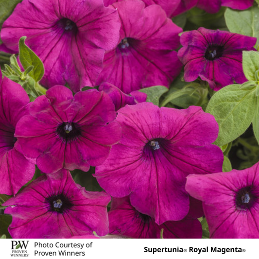 Petunia Supertunia®