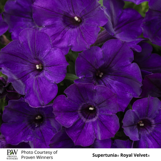 Petunia Supertunia®
