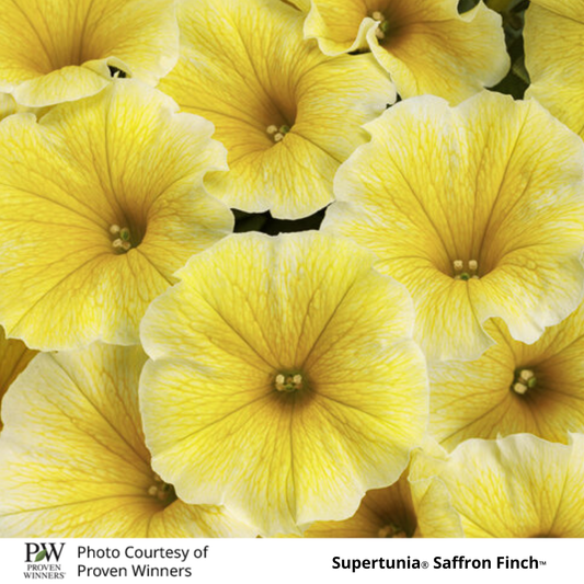 Petunia Supertunia®