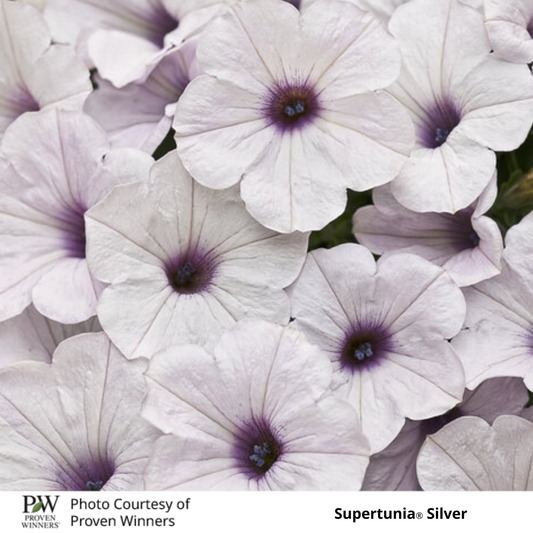 Petunia Supertunia®