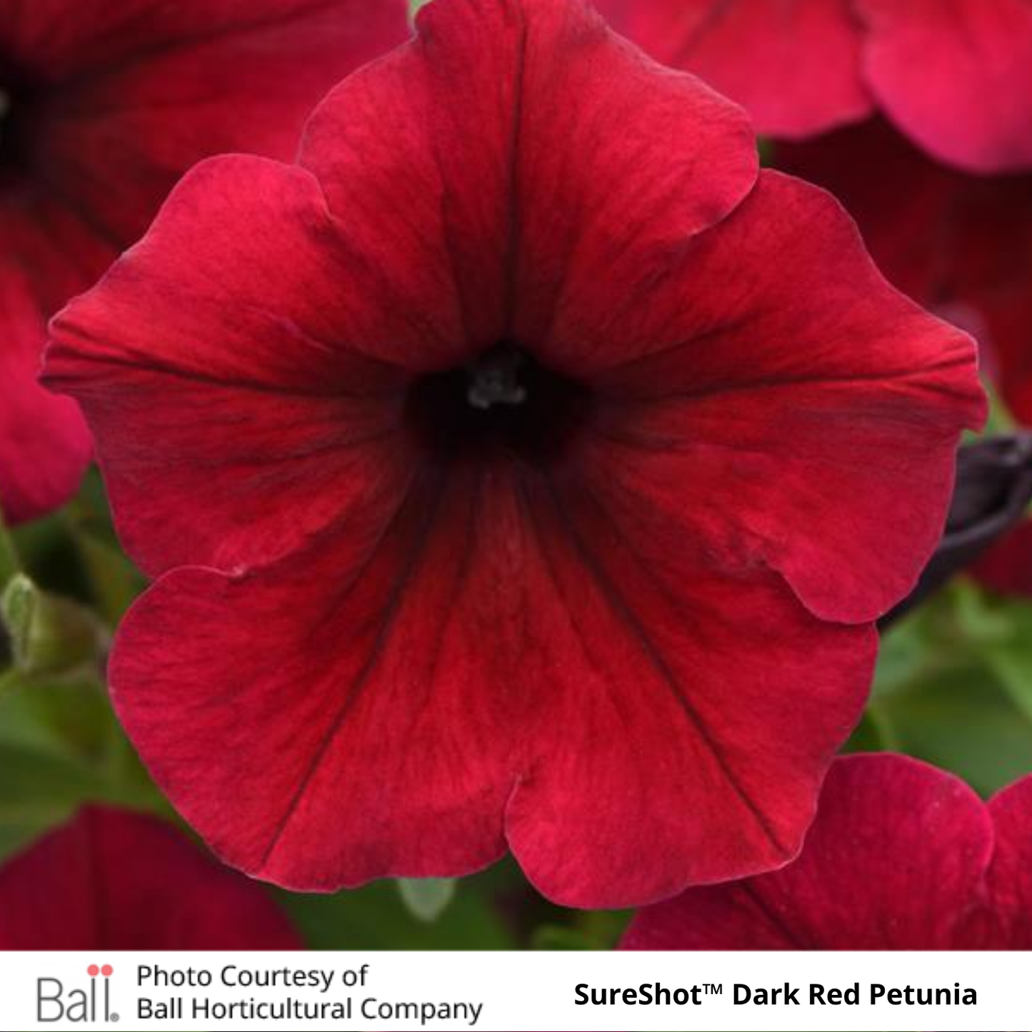 Petunia Sureshot