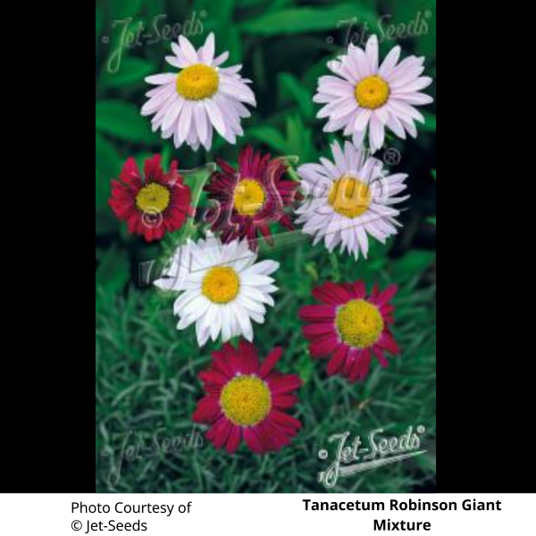 Tanacetum Robinson’s