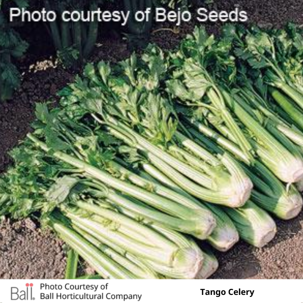 Celery Tango Pack