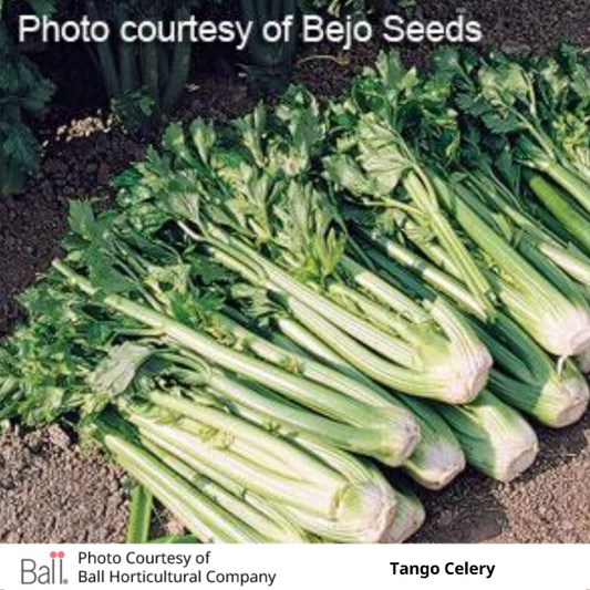 Celery Tango Pack