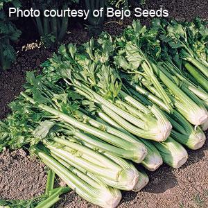 Celery Tango Pack