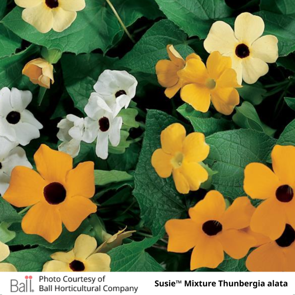 Thunbergia alata (Black-Eyed Susan Vine)