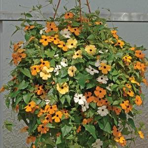 Thunbergia alata (Black-Eyed Susan Vine)