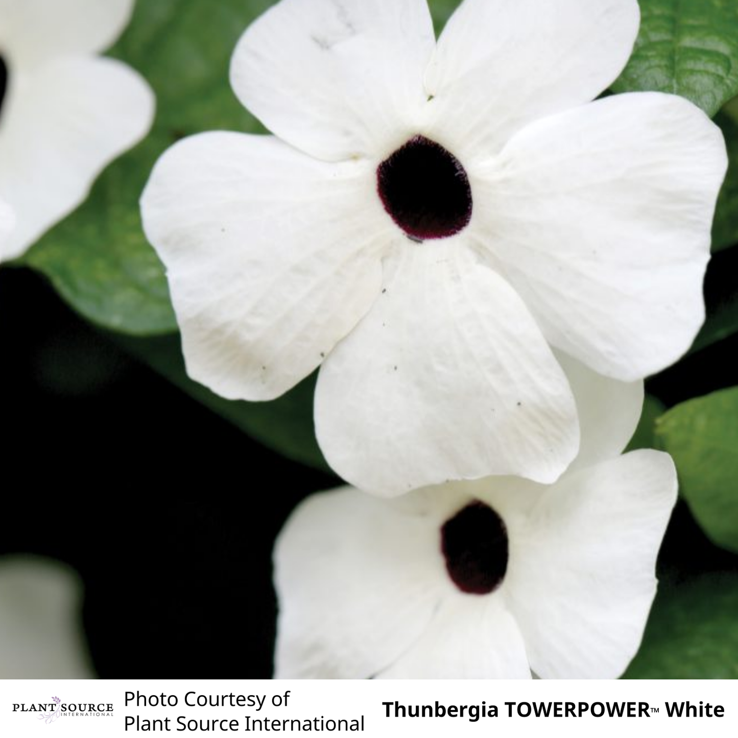 Thunbergia