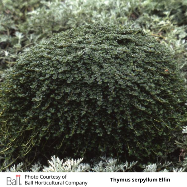 Thymus serpyllum Elfin Thyme