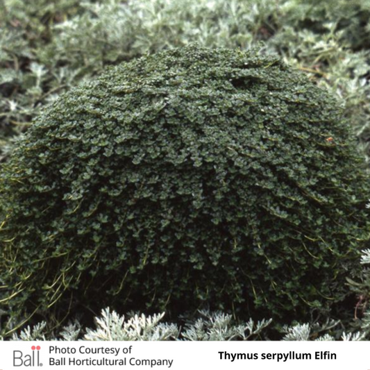 Thymus serpyllum Elfin Thyme