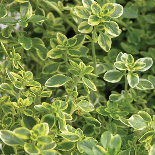 Thyme Golden Lemon