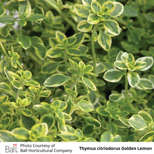 Thyme Golden Lemon