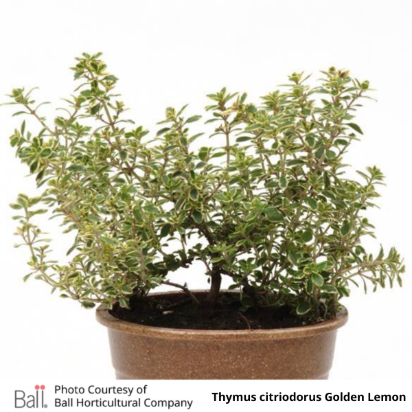 Thyme Golden Lemon