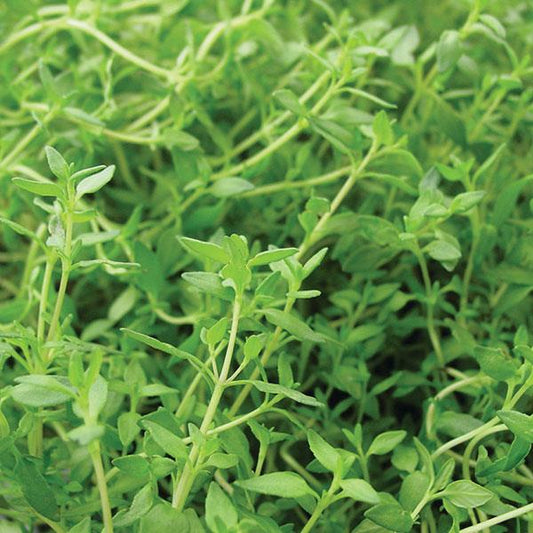 Thyme French
