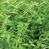 Herb