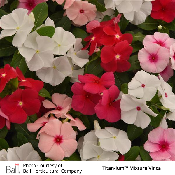 Vinca Titan-ium™ Pack