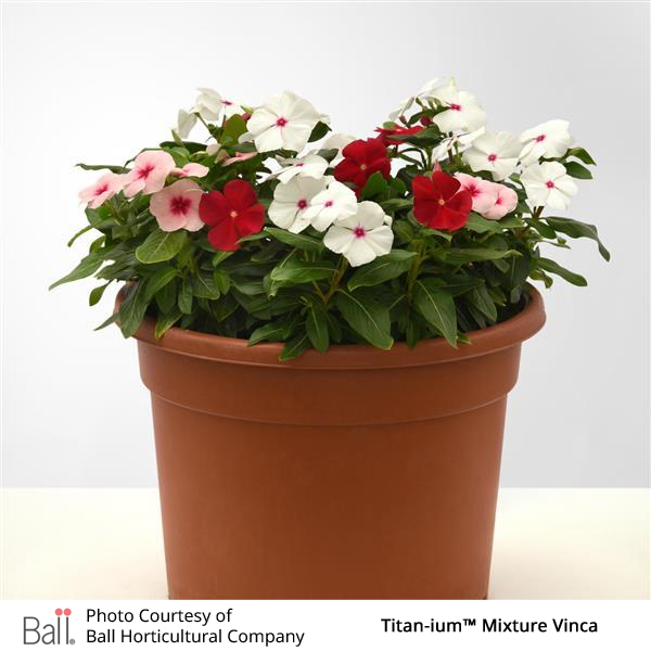 Vinca Titan-ium™ Pack