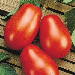 Tomato Roma 6 Pack