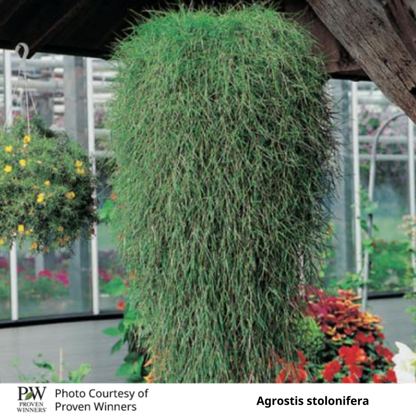 Agrostis stolonifera