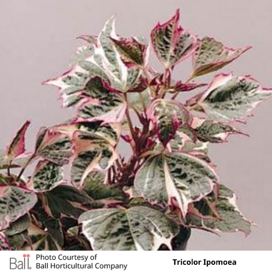 Tricolor Ipomoea Sweet Potato Vine