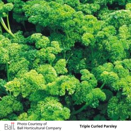 Parsley