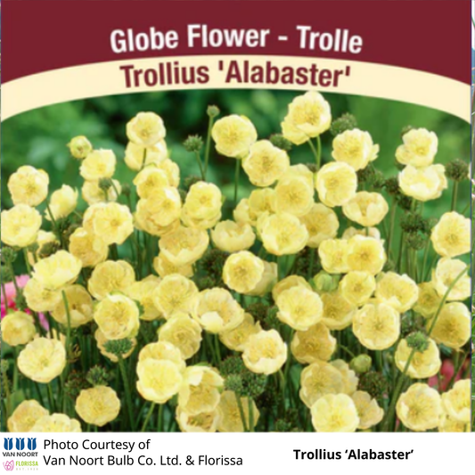 Trollius