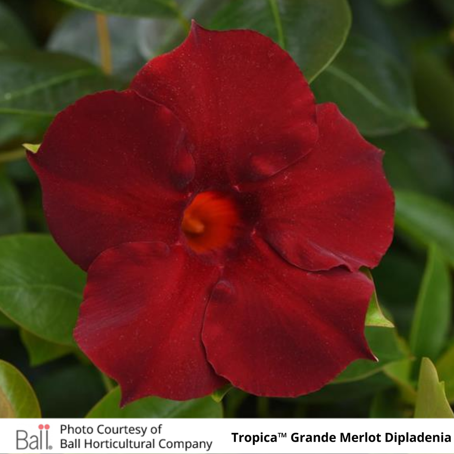 Dipladenia Tropica™ Grande