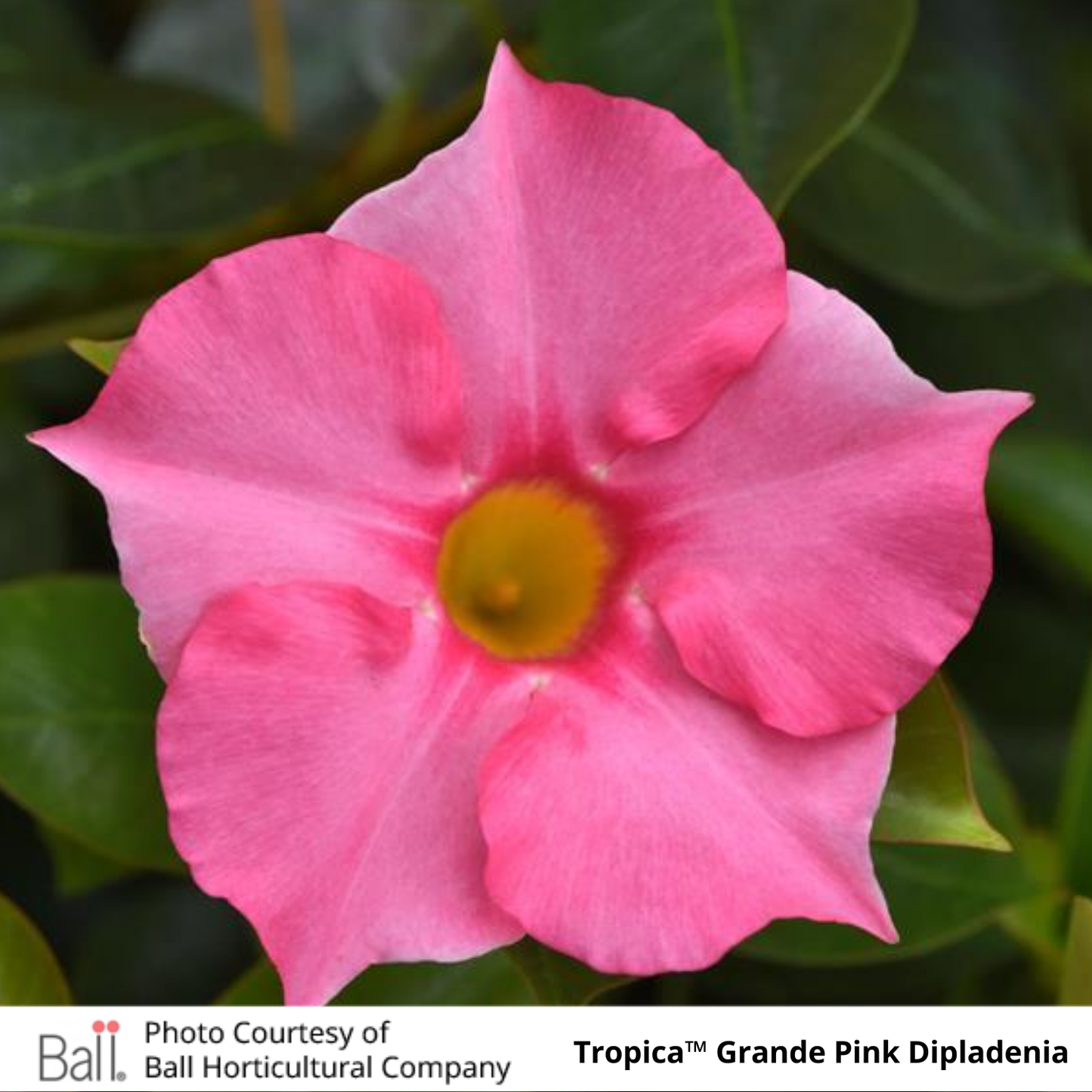 Dipladenia Tropica™ Grande