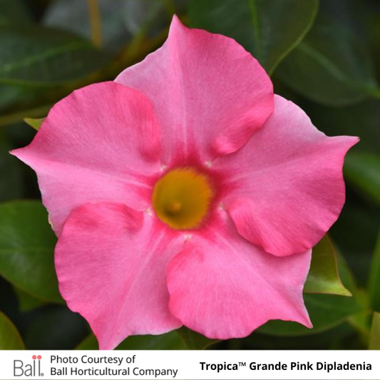 Dipladenia Tropica™ Grande